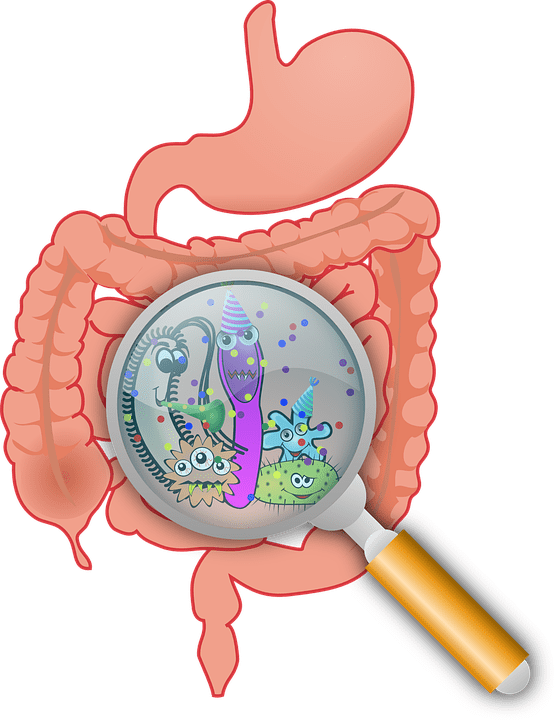 gut microbes fat loss