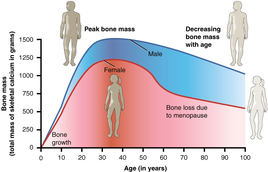 strength training increases bone density