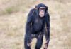 why chimps are stronger than humans