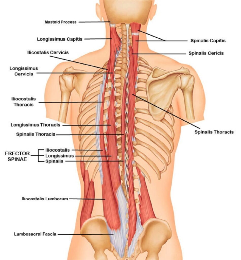 spinal erector anatomy